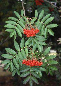 Rowan Berry Jelly Recipe - Tree2mydoor