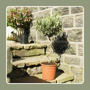 National Tree Week 2017 - Tree2mydoor