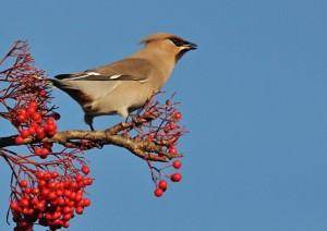 Trees for Birds - Tree2mydoor