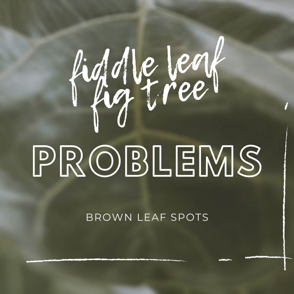 Fiddle Leaf Fig Tree Problems - Brown Spot - Tree2mydoor