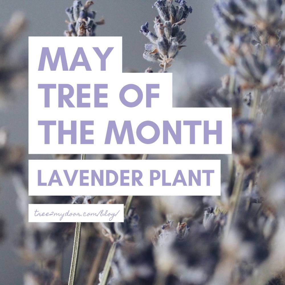 May Tree of the Month 2019 - Lavender Plant Gift - Tree2mydoor