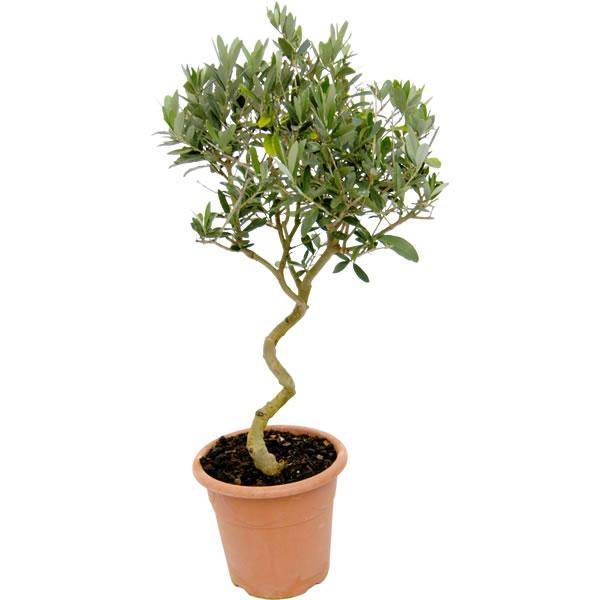 Tree of the Month June - Twisted Olive Tree - Tree2mydoor