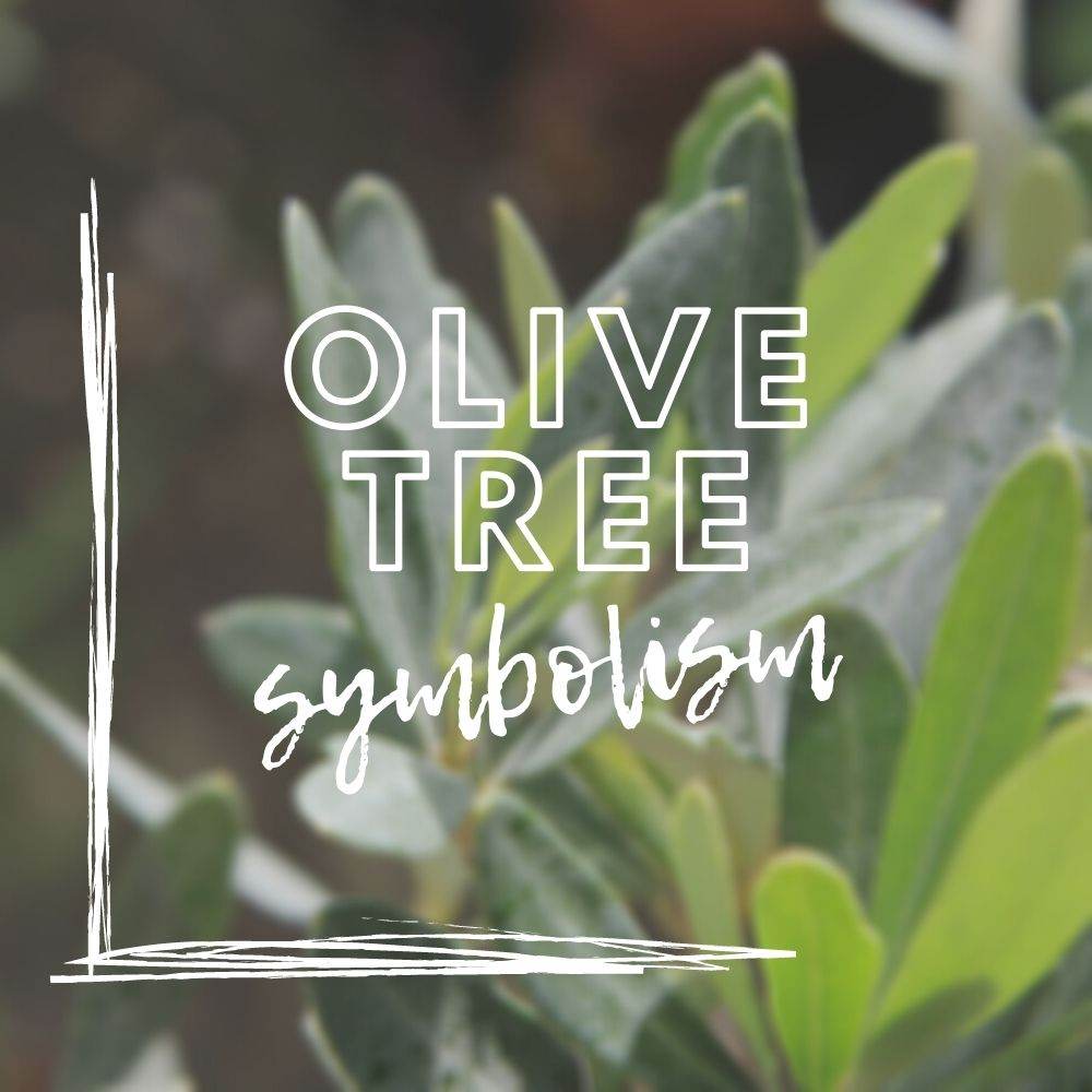 Olive Tree Symbolism - Tree2mydoor