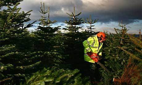Big price hikes are expected for Christmas trees this year - Tree2mydoor