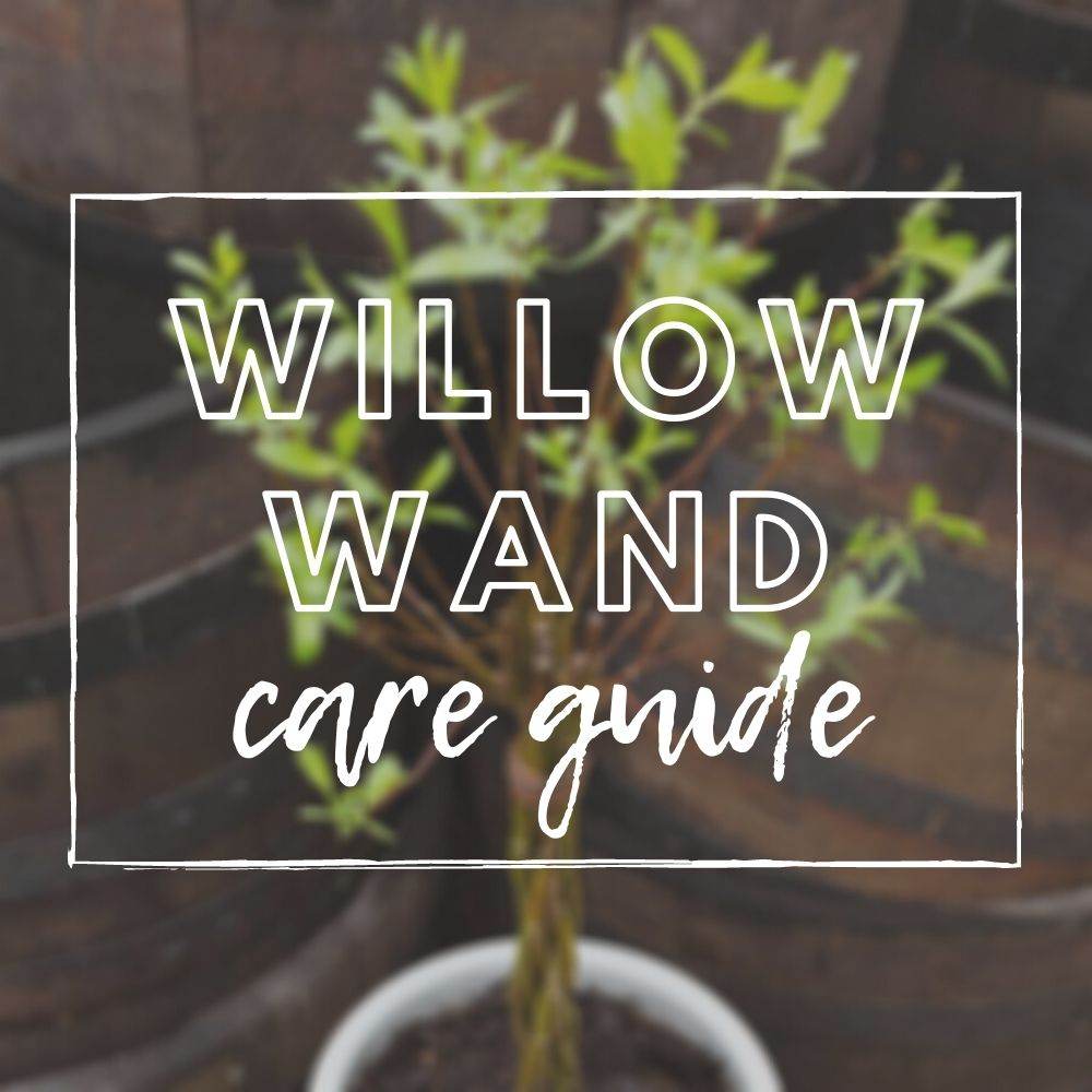 Willow Wand Care Guide - Tree2mydoor