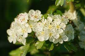 Ne’er cast a clout till may be out – Old May Sayings - Tree2mydoor