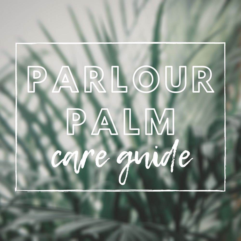 Parlour Palm Care Guide - Tree2mydoor