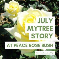 July MyTree Story | At Peace Rose Bush - Tree2mydoor