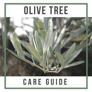 Olive Tree Care Guide - Tree2mydoor