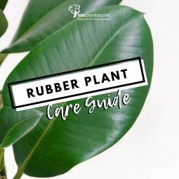 Rubber Plant Care Guide - Tree2mydoor