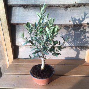 January Tree of the Month 2019 | Mini Olive Tree - Tree2mydoor