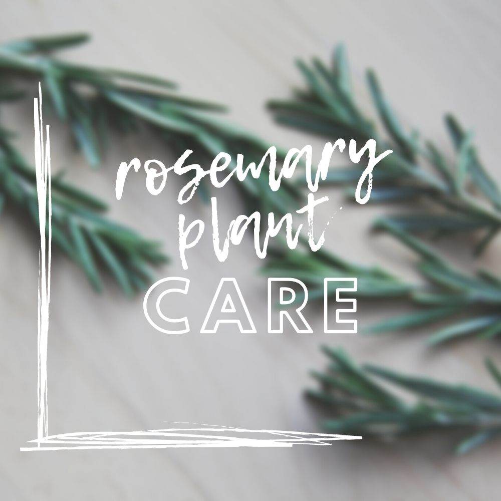 Rosemary Plant Care Guide - Tree2mydoor