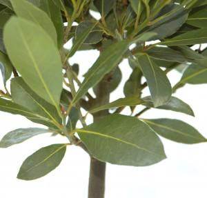 Natural VS Artificial Bay Trees - Tree2mydoor