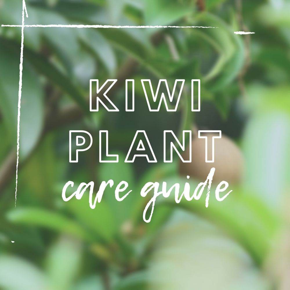 Kiwi Plant Care Guide - Tree2mydoor