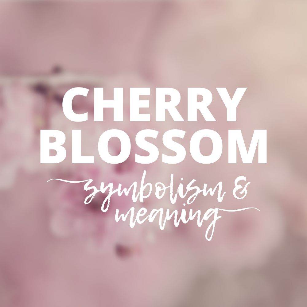 Cherry Blossom Symbolism and Meaning - Tree2mydoor