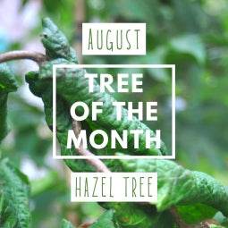 August Tree of the Month 2019 - Hazel Tree Gift - Tree2mydoor