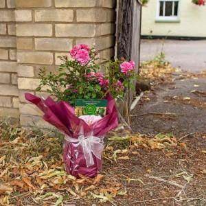 Patio Rose Bush Care Guide - Tree2mydoor