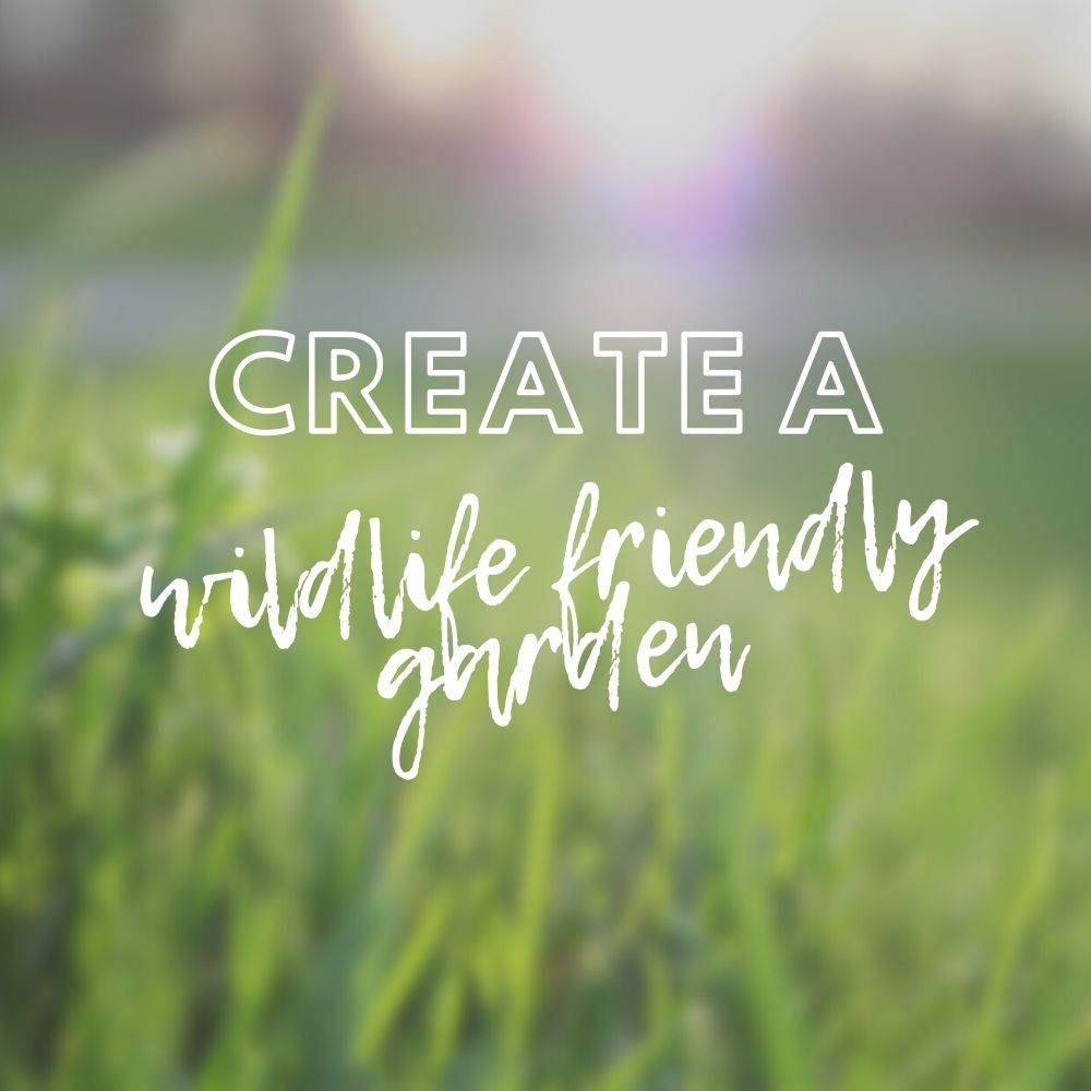 How to Create a Wildlife Friendly Garden - Tree2mydoor