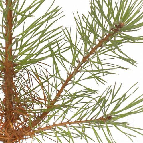 Gift of the Month, Christmas 2015 - Living Christmas Trees - Tree2mydoor