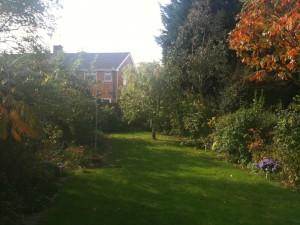 How to Give Your Trees a Summer to Remember - Tree2mydoor