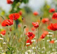 Hidden gems of Seed Gathering Season - Tree2mydoor