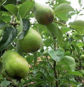 Pear Tree Care Guide - Tree2mydoor