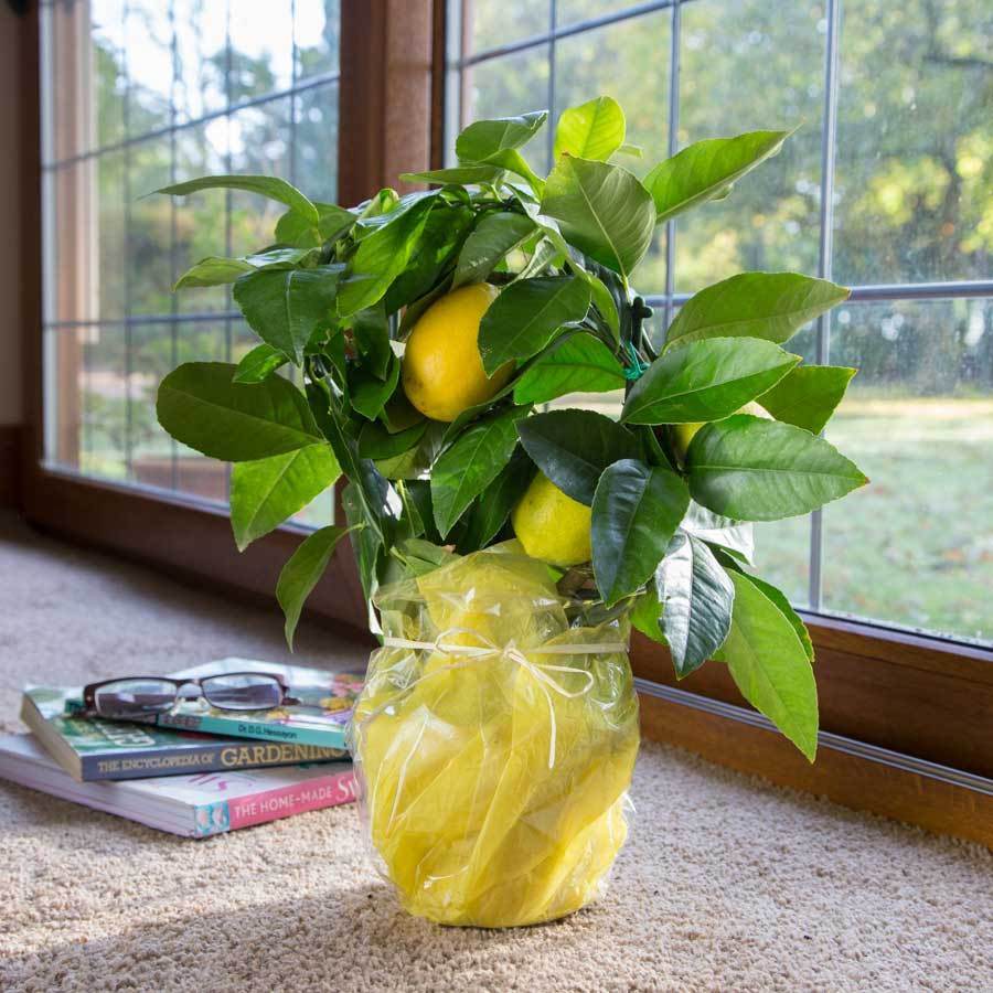 Valentines Day Gift Guide 2014 - Tree2mydoor
