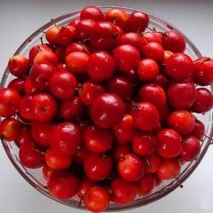 Tree of the Month February 2011 - Crab Apple Tree - Tree2mydoor