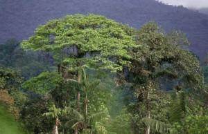 Rainforests in decline (and why all tree planting is not equal) - Tree2mydoor