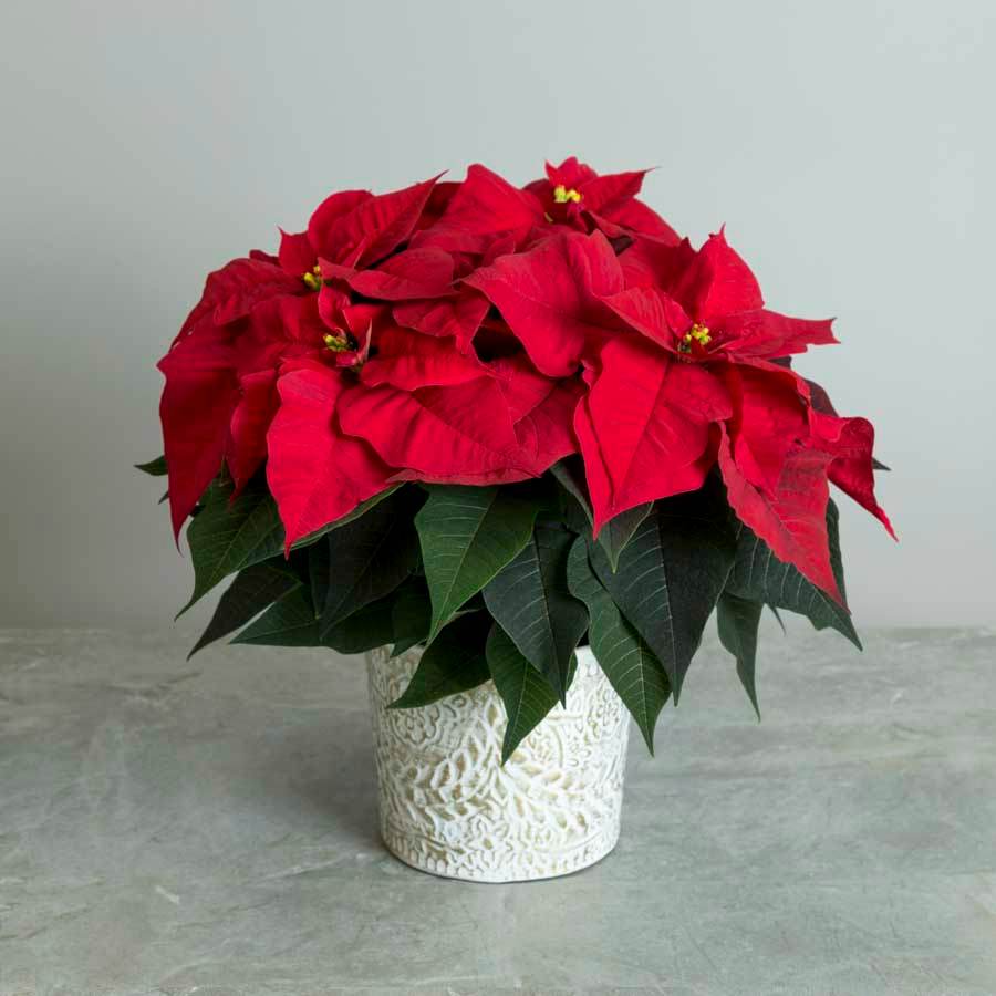National Poinsettia Day - Tree2mydoor