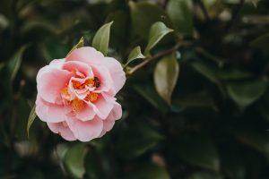 Camellia Plants Care Guide - Tree2mydoor