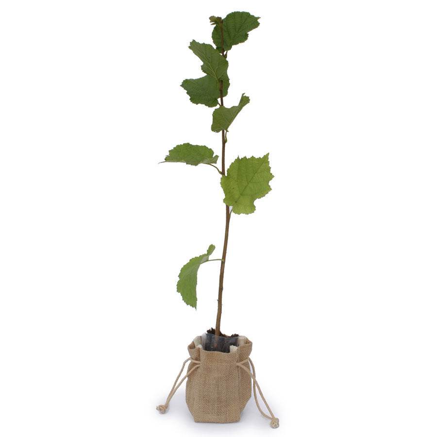 The Hazel Tree Sapling (Corylus avellana) - Tree2mydoor