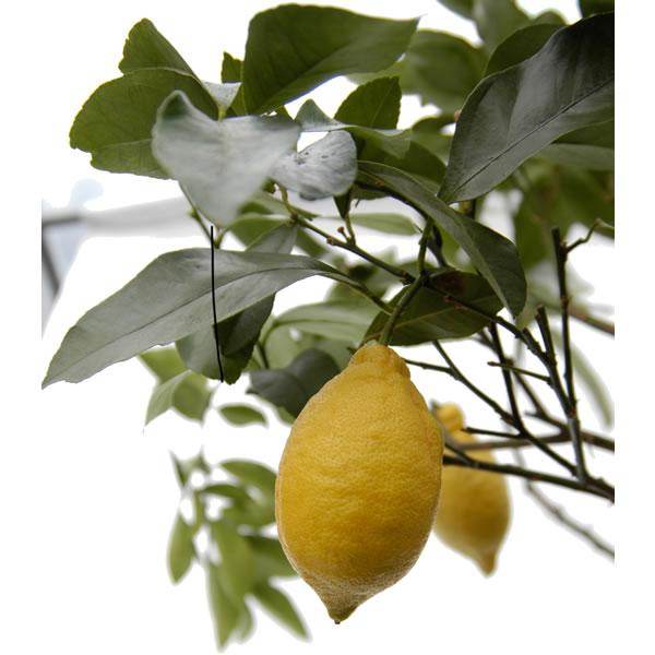 Tree of the month July 2011- Lemon Tree - Tree2mydoor