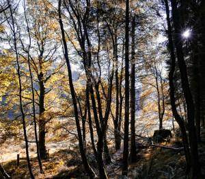 Save our Forests - Britains Forests are under threat - Tree2mydoor