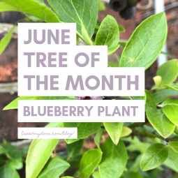 June Tree of the Month 2019 - Blueberry Plant Gift - Tree2mydoor