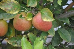 Autumn Tree Giveaway Competition - Win an Apple Tree