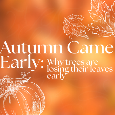Autumn came early: why trees are losing their leaves