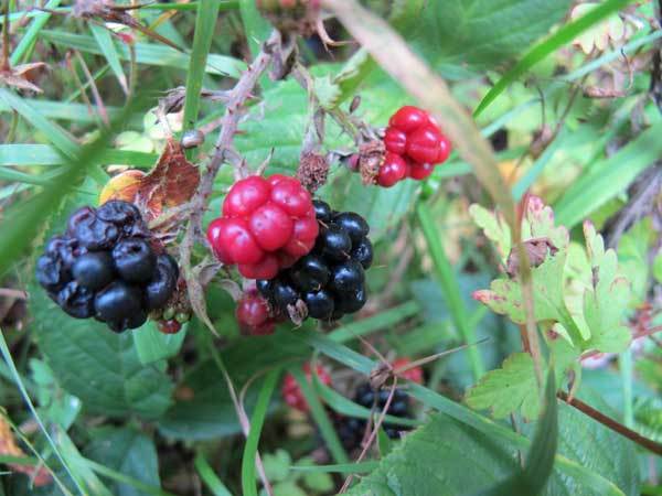 Foraging for Fruits this September - Find tasty Fruit