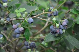 Blueberry Plants  Growing Your Own Blueberries