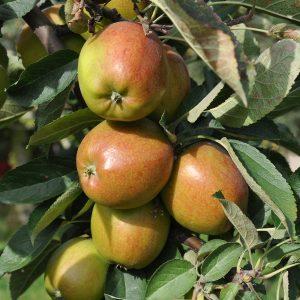 March MyTree Story | Jennie's Braeburn and Royal Gala Apple Trees