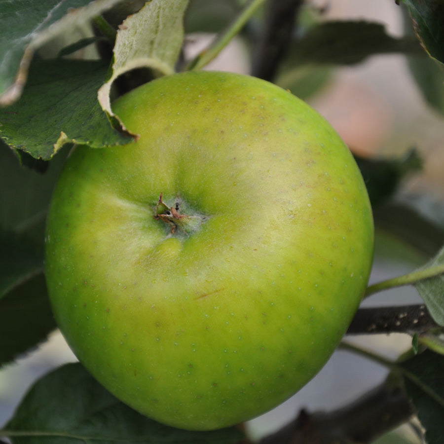 Win a Bramley Apple Tree