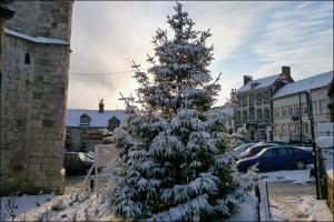 Winter Tree Care in The Snow