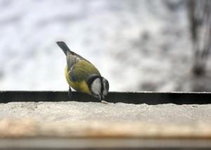 Garden Birds in Winter