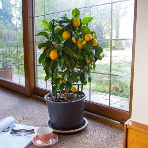 Citrus Tree Care Guide: How to care for your citrus tree