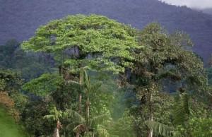 RainForests in Decline