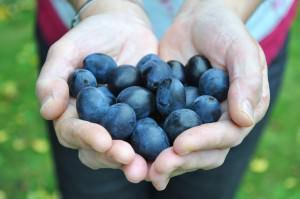 Damson Jam Recipe | Clippy's Apples