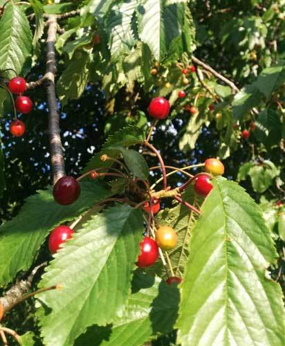 Summer Harvest: Picking Pears and Collecting Cherries