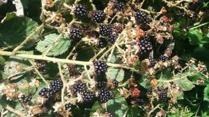 Berry Plants Care Guide | Looking After Berry Plants