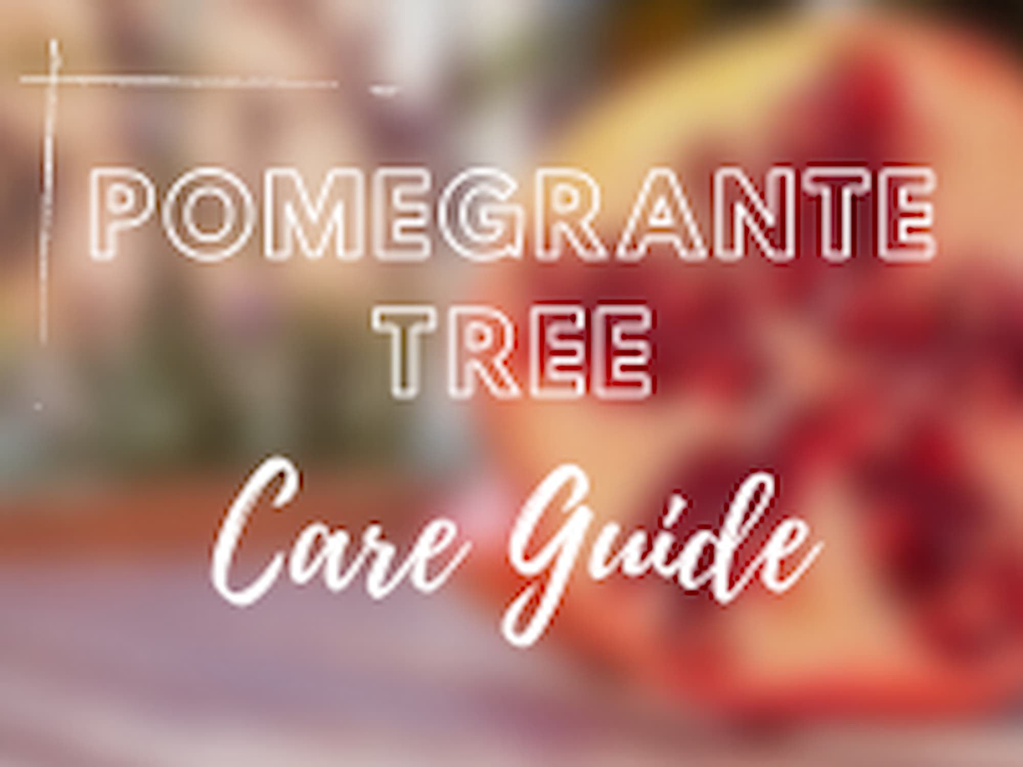 Pomegranate Tree Care Guide