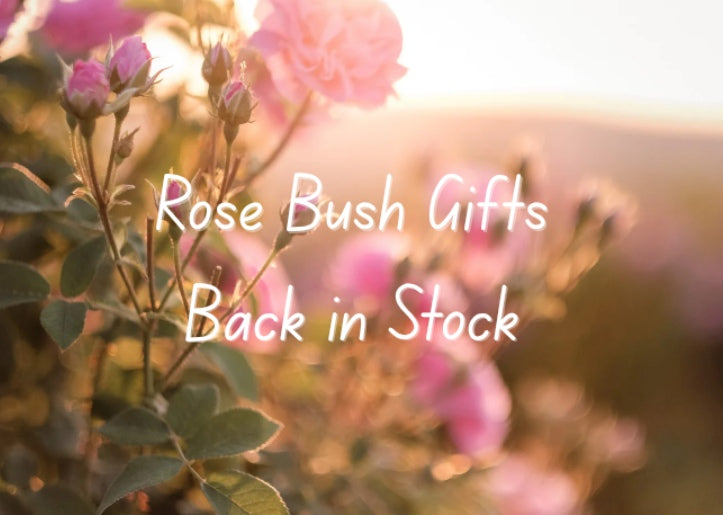 Our Most Loved Rose Bush Gifts Have Returned